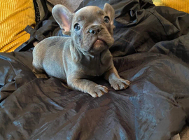 Female French bulldog