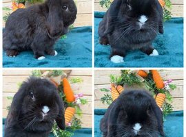 Pure bred mini lop adults