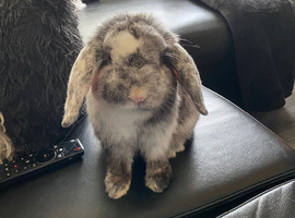 Mini Lop