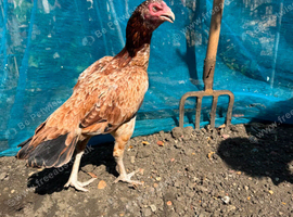 Aseel hen