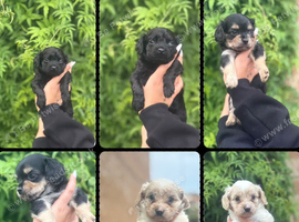 3-gorgeous males looking for a forever home