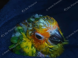 Hand Reared Sun Conure