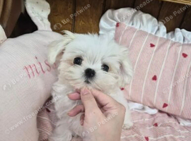 Beautiful Korean-Line Maltese Puppies ready.