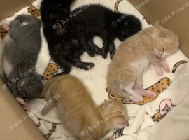 5 Beautiful Kittens