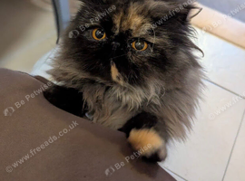 Female Pedigree Persian