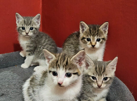 4 Mix Breed Kittens For Sale