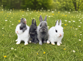 Pure Netherland dwarf babies LAST FEW LEFT