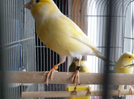 Canarys  goldfinch  budgies  stoke