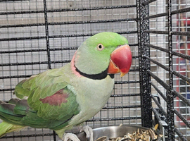 Tame Pair Alexandrine Parrots