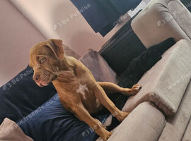 Pup for rehoming due to no fault of her own