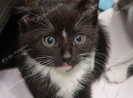 1 kitten in need of a home