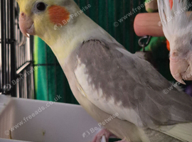 Cockateal and cage