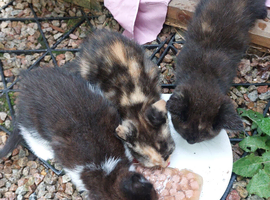 Kittens
