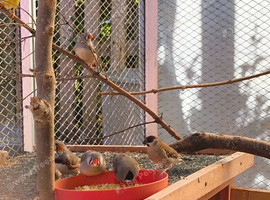 Cherry Finch Pair swap or offer