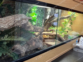 Albino Hognose and viv