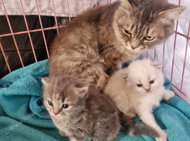Beautiful British short haired cross kittens for sale