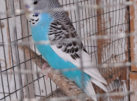 Baby Budgies for sale.