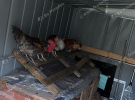 Mixed poultry for sale.