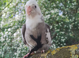 Cockatiel