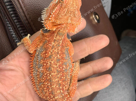 Baby red bearded dragons