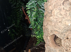 Male gargoyle gecko