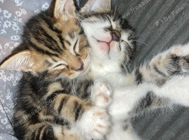 3 beautiful kittens