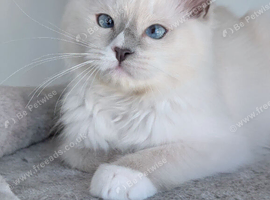 Ready now TICA EU champion line ragdoll kitten