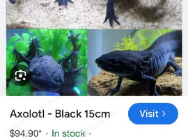 Axolottle fish