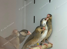 Java finches