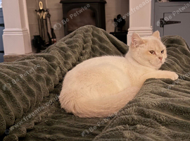 GCCF Active British Shorthair Adult Cats