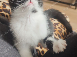 Beautiful half scottish cat looking for a loving homeg