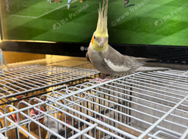 Semi tame cockatiel