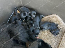 Beautiful puppy available