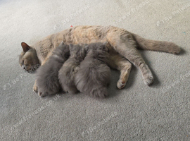 british shorthair and longhair
