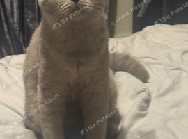 Beautiful British Shorthair Dark Cream Kitten for Sale