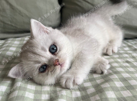 Silver Shaded British Shorthair boys