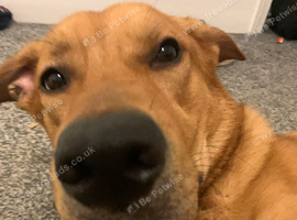 Lurcher x Rottweiler