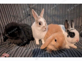 Male Netherland Dwarfs