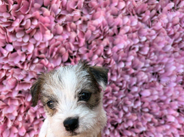 Puppies