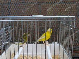 Spanish Raza Adult Pairs