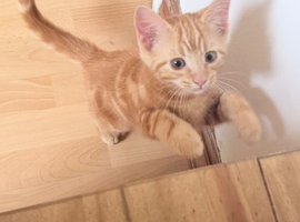 Two gorgeous ginger Boys for sale.
