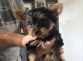 Stunning Yorkshire terrier puppies