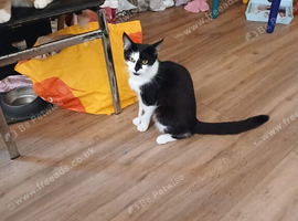 Mum and daughter cats