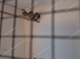 Bengelese finches