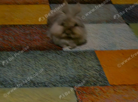 Lionhead female rabbit for sale
