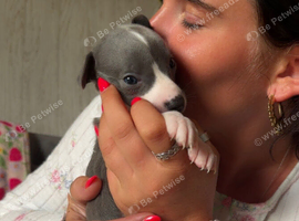 whippet puppy&rsquo;s blue/brindle blue/white