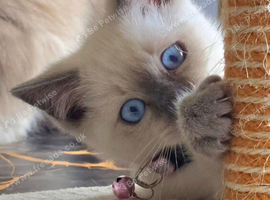 Beautiful Ragamese Kittens (Ragdoll &times; Siamese) &ndash; 4 Available