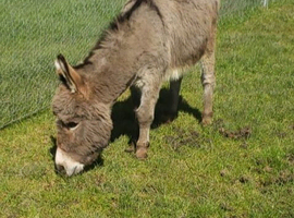 Miniature Mediterranean Donkeys