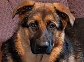 Gorgeous German Shepherd x