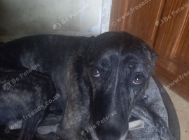 2 greyhound cross husky puppies